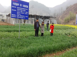 商南縣農(nóng)業(yè)技術(shù)推廣中心開(kāi)展病蟲(chóng)防治，助力農(nóng)業(yè)技術(shù)推廣工作