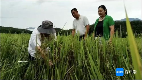 瓊中 農(nóng)技人員深入一線，指導(dǎo)農(nóng)戶開(kāi)展生產(chǎn)自救，全力搶救珍稀山蘭稻